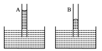 Mechanical Properties of Solids and Fluids mcq option image